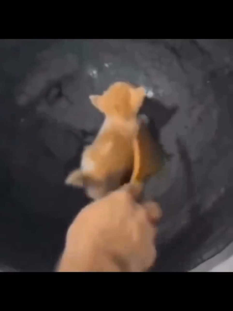 #cat #cats #kitten #fyp #foryou #duet #viral #trending 