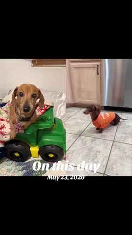 #onthisday #henrythedacshund #foryoupage❤️❤️ #Baby#moonpiestarbox 
