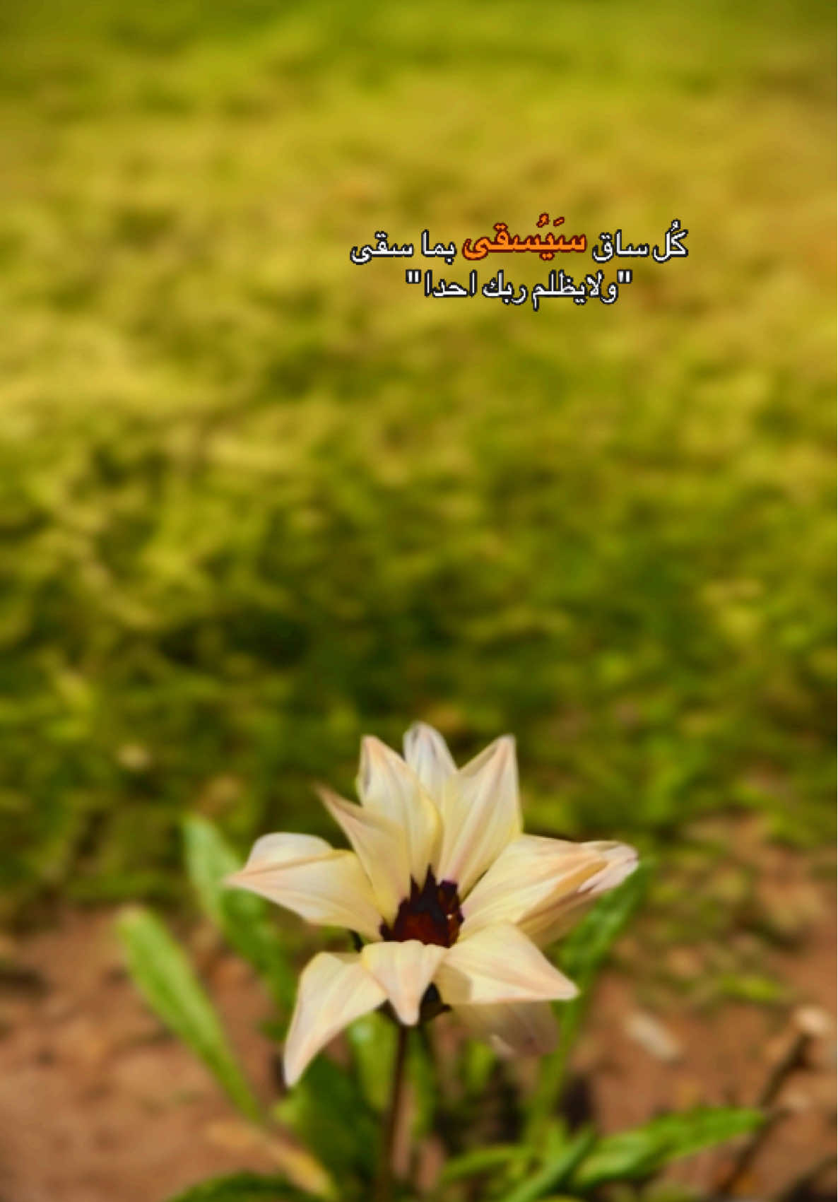 “في هذه الدنيا… كل كلمة، كل فعل، كل لحظة، تُسجَّل. كل ساقٍ سيسقى بما سقى… فإن زرعت خيرًا، فستجنيه، وإن أسأت، فالله لا ينسى. ولا يُظلَم ربك أحدًا… اطمئن، فالعدل الإلهي لا يُخطئ🤎 #تصميم_فيديوهات🎶🎤🎬 #عباراتكم_الفخمه📿📌 #تصميمي #تصويري #متابعه_ولايك_واكسبلور 