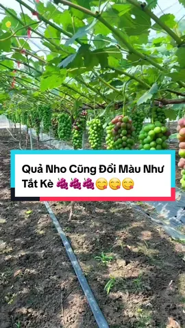 Nho Chín Như Con Tắt Kè 🍇🍇🍇 #thonque #vườn #thuhoach #gocnhotrongvuon #nongnghiep #trongcay #xh #farming #nongdan #nho #chualanh 