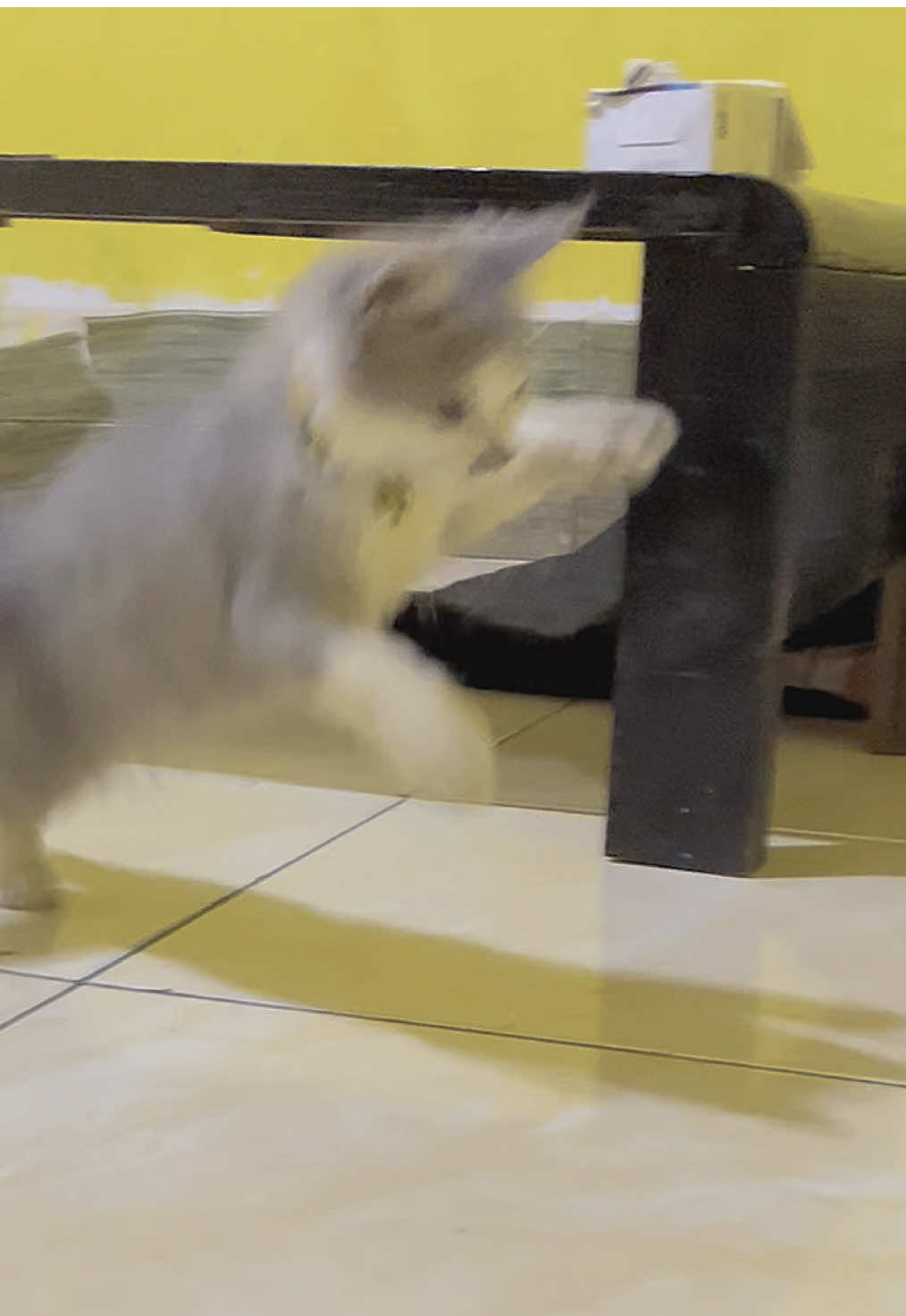 Harus beli!! Biar anabul ga kesepian 😊 #bolaelektrikkucing #mainankucing #fyp 