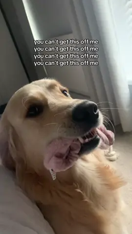 try it #goldenretriever 