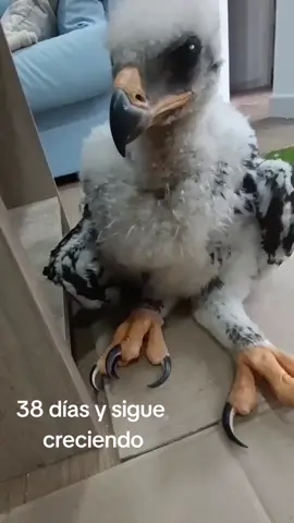 💘💘💘#proteger_rapaces#terapias_rapaces_#amor_respeto_animales#terapias_con_animales#naturaleza#medioambiente#educacion_ambiental#talleres_de_naturaleza#actividades#cetreria#niños#familia El bebé de águila real nace pequeño y ciego. Sus papás lo cuidan y le dan comida. A los 3 meses aprende a volar y luego se va solo cuando crece.