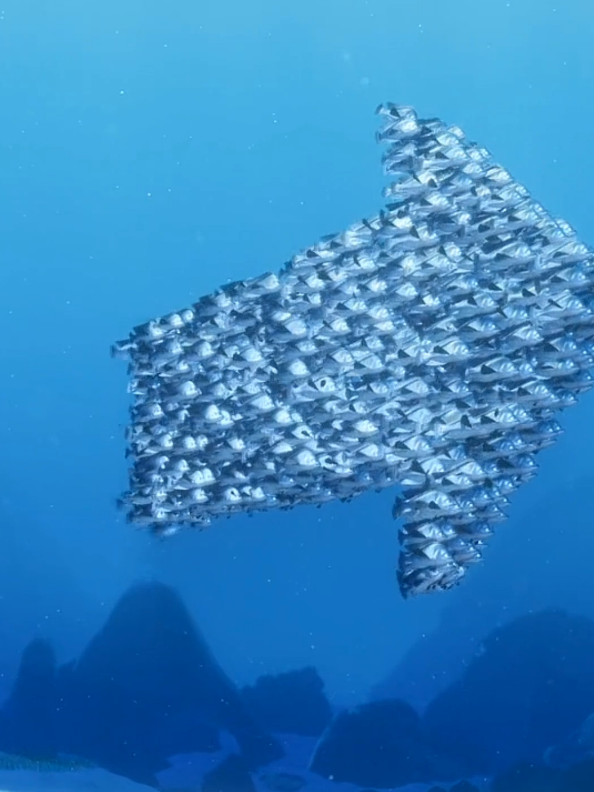 Bagian 13 | (Finding Nemo) Dubbing Indonesia #Shortmovie #Scene #Animasi 