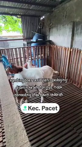 farm kami menyediakan jenis kambing Boer F1 #kambingboer #kambingboerfullblood #pacetmojokerto #kambing 