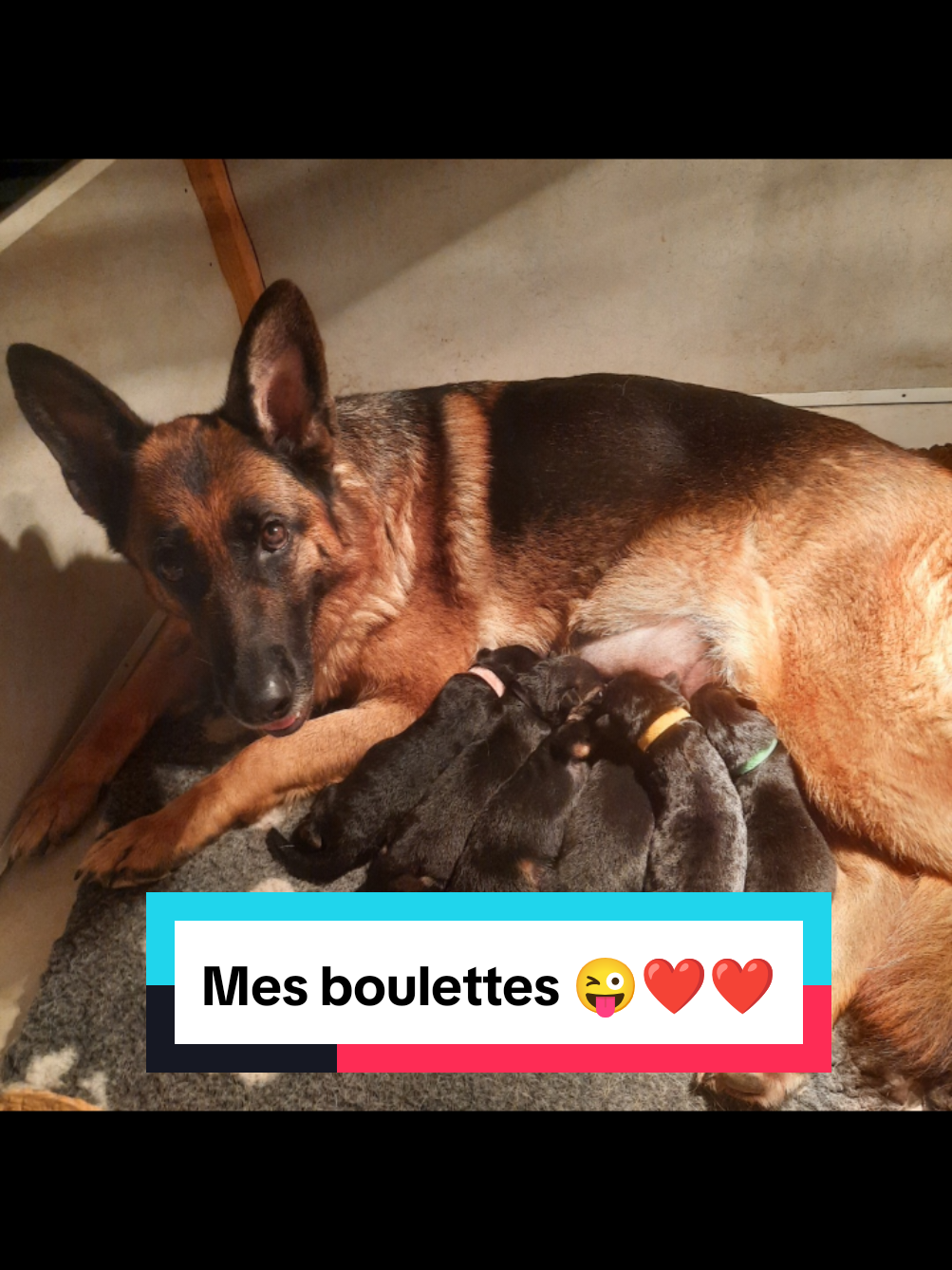 Que du bonheur ❤️❤️❤️❤️❤️❤️#fyp #pourtoi #chien #bergerallemand #germansheperd #bonheur #pourtoii #bestoftheday #heureuse 