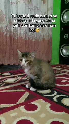 Gpp ya nak cimot udah bahagia di atas dia udah lari”an disana❤️#cat#fyp#fypage 