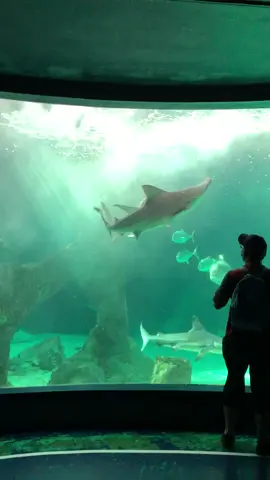 Shark Attacka Another Shark in Aquarium