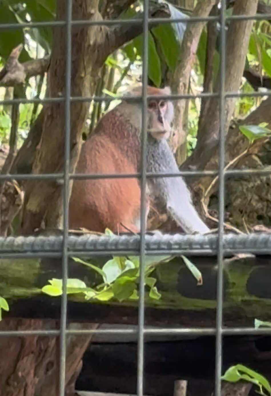 Sino yung pikon? Edi yung unang nang asar! Hahaha @Mon00005  #cebu #fyp #cebusafariandadventurepark #safari 