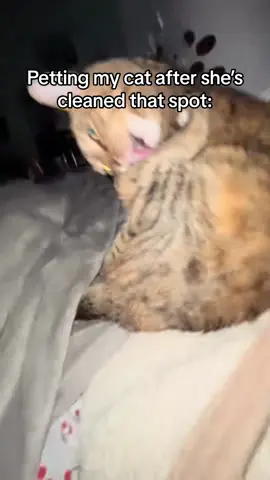Part 11 | After cleaning my cat, stroke it #cat #funnycats #catsoftiktok #fyp #pet #kittentok #funny #foryourpage #catlover #angry#catprank 