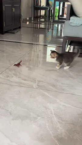 Happy cat. 😺😺😺#funny #funnyvideos #funnycat #funnytiktok #funnycatvideo #funnymoments #cats #foryou #cat 