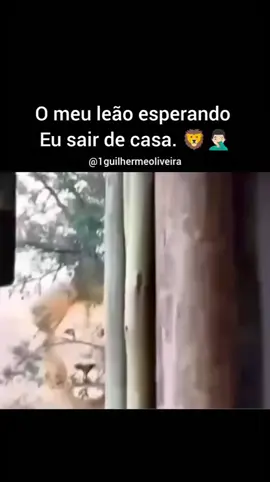 Meu Leão do Dia.. 😂 nesse frio  #ice #memes #Lion #death #fight 