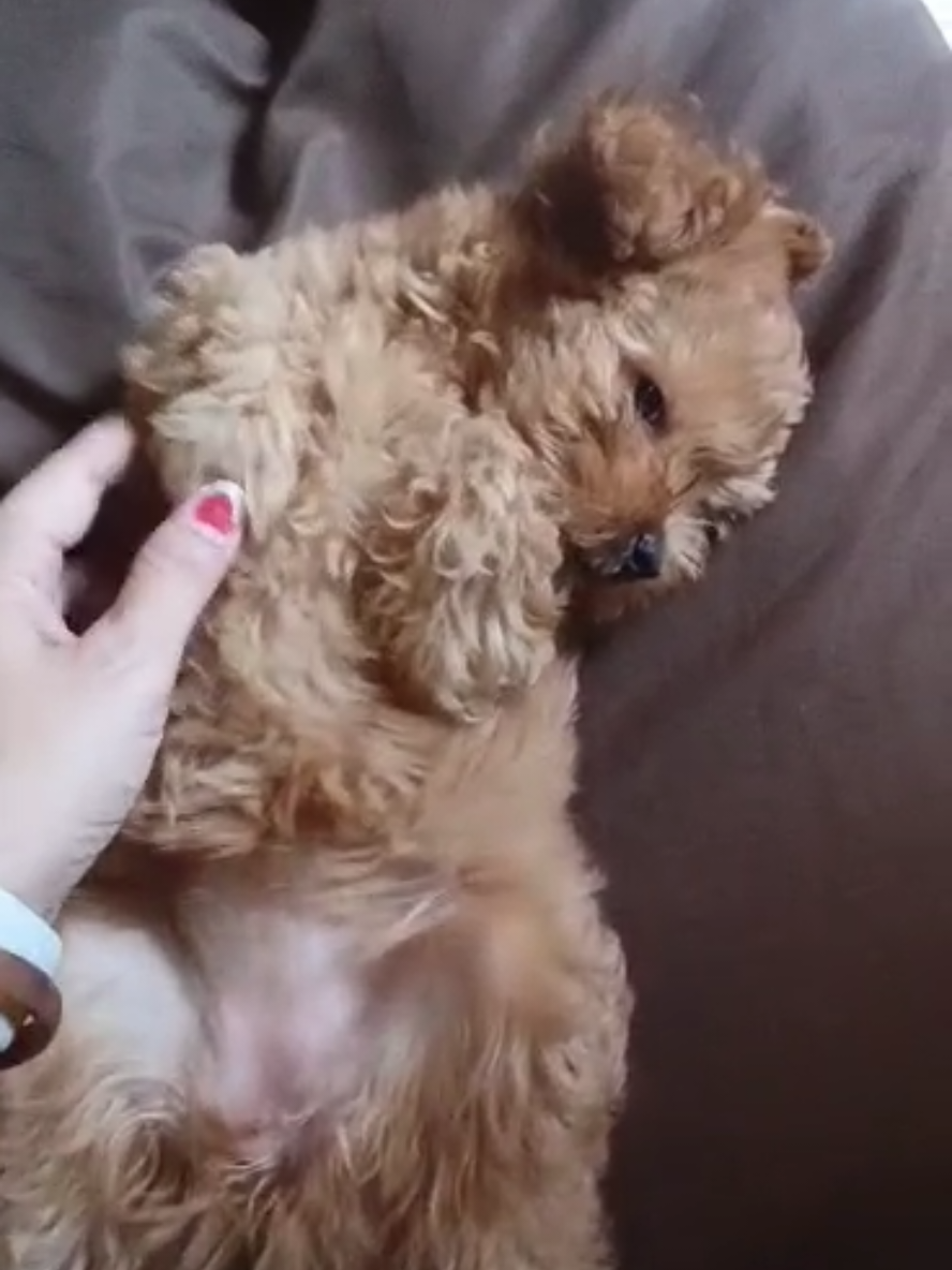 the cute lazy Maltipoo that doesn't want to get up. Lapor Kang Dedi Mulyadi... bawa ke barak militer saja ini anak yang malas bangun...