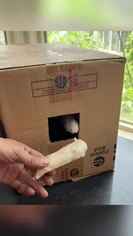 How to Cut Your Cat’s Nails #Foryou #cat #catsoftiktok #funny #funnyvideos #tiktok #funnytiktok #usa🇺🇸 #funnycat 