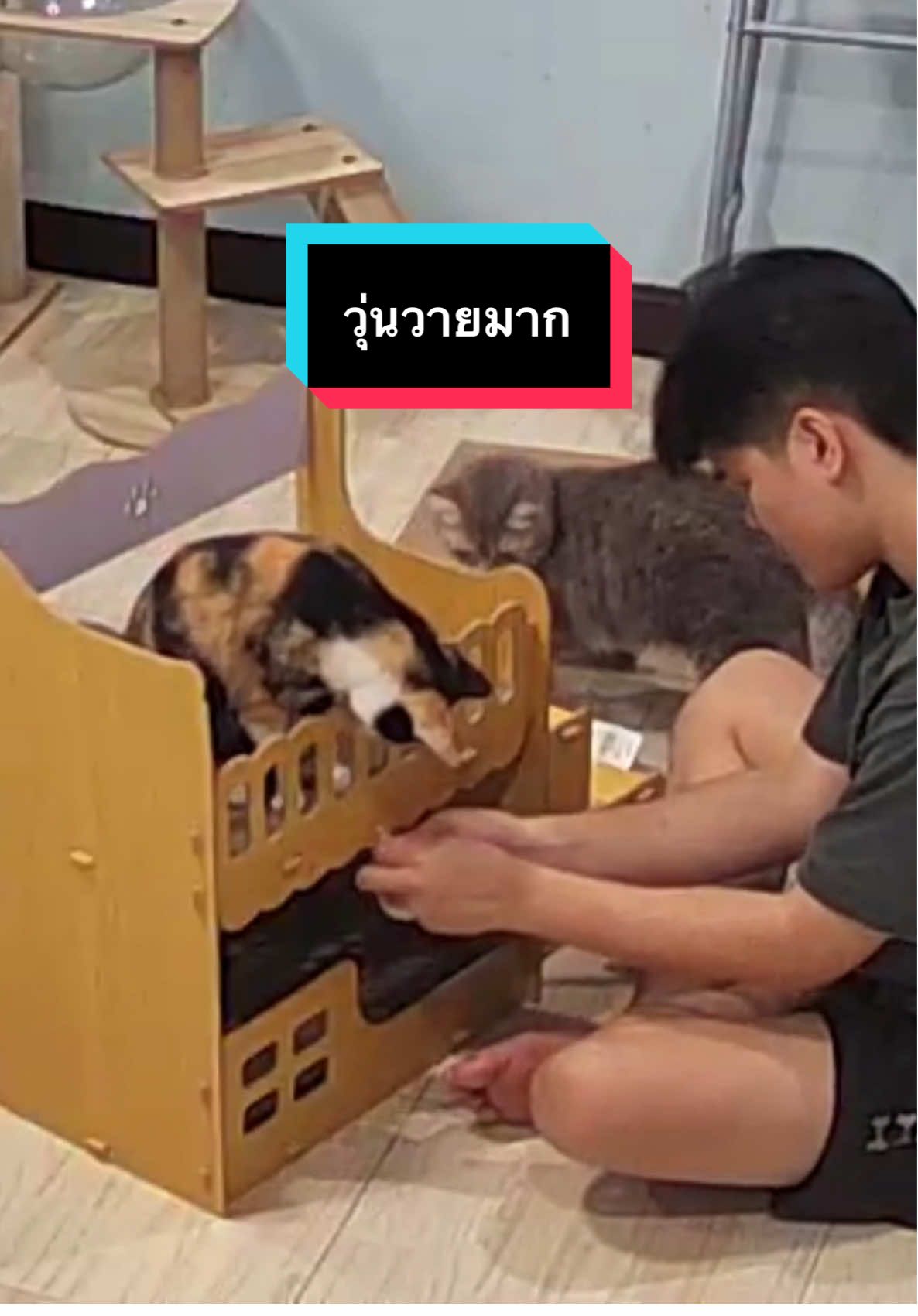 เป็นการประกอบคอนโดแมวที่วุ่นวายมาก #แมวภาระ #สัตว์เลี้ยงtiktok #แมวเปรต 
