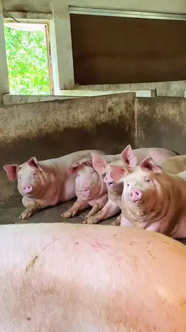 #tiktokviral #fypシ゚viral #pig #pigsoftiktok #pet #cutepig #pigs #fyp 