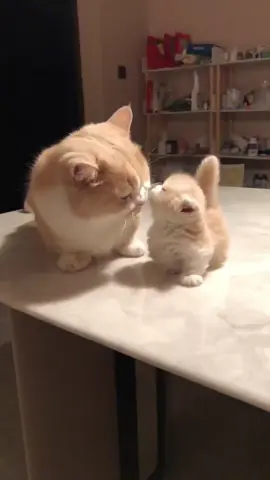 Grandpa Cat & Grandkitten are serving daily love-hate drama! 🐾💖🛋️ From couch battles to cuddle wars, their saga continues...#cute #cat #fyp #catsoftiktok #adorablekitten
