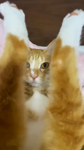 slay oyen slayyyy #oyen #slay #catsoftiktok 