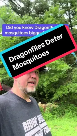 Lifelike Dragonflies absolutely help deter mosquitoes #dragonflies #mosquitorepellant #mosquitorepellent #mosquitohack 