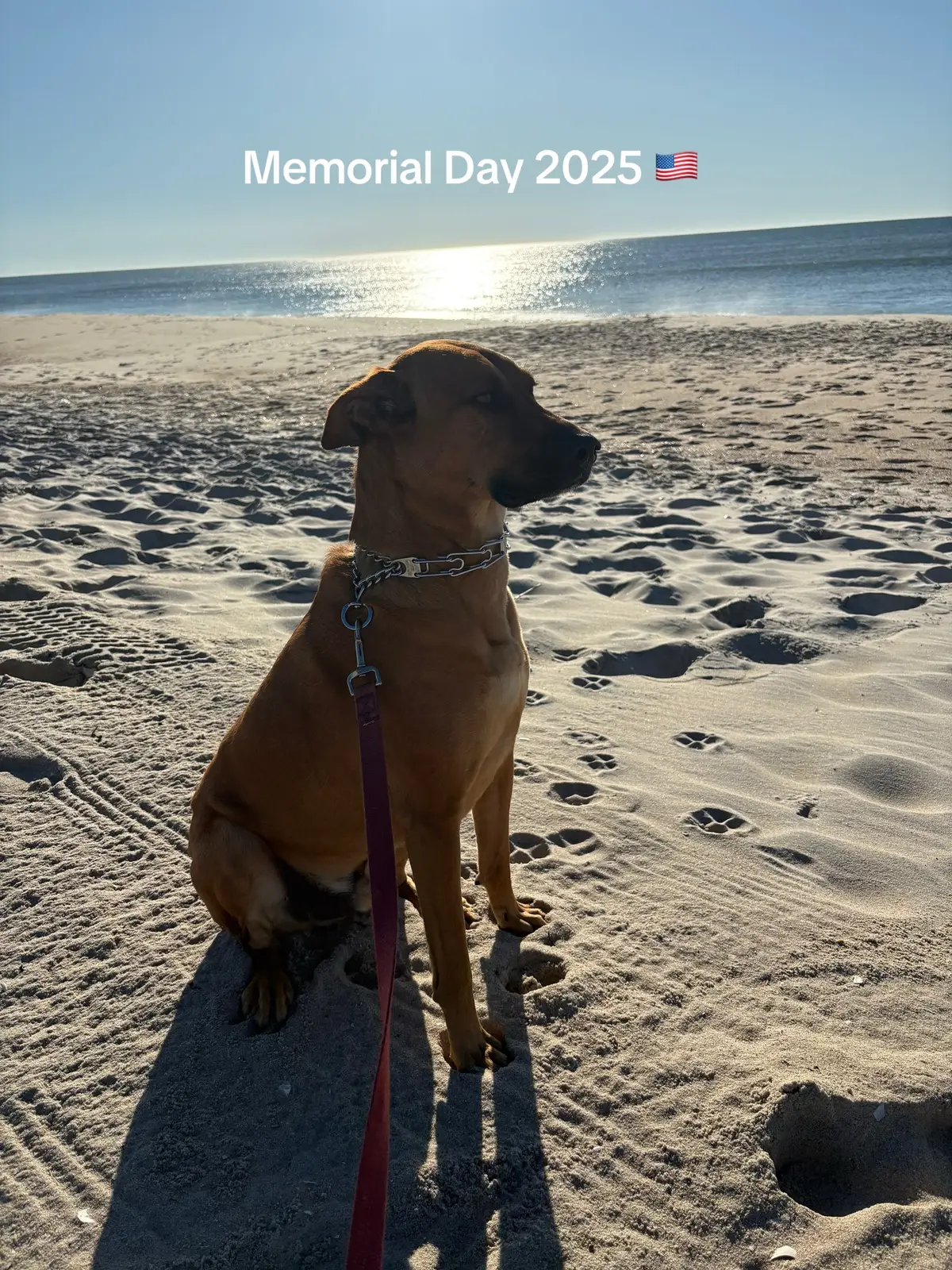This little guy loves the beach 🇺🇸 