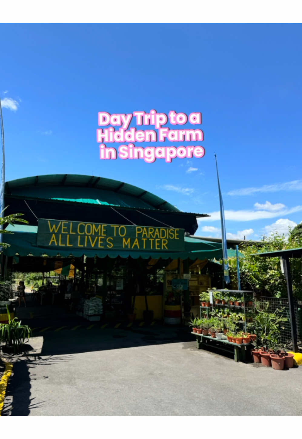 If you’re looking for a different kind of half-day adventure in Singapore, this hidden gem is worth the trip! 🚗 This farm is tucked deep in Kranji, and it seriously feels like we’ve been transported out of the city into a chill kampung escape!  Started in 2000 by Ivy Singh and her husband, it has grown from a simple farm into a full countryside experience. We love how peaceful it is, no high-rise buildings, just banana trees, butterfly gardens, and good food cooked with a whole lot of heart 💚  Poison Ivy Bistro is where all the magic happens! There’s an ever changing menu curated by Chef Lynn (aka The Little Scorpion 🦂) depending on what’s in season. Everything’s made using fresh, chemical-free produce from the farm 🥒, and the food is cooked by a team of lovely ladies in theirs 60s a Makcik Zu & Aunty Jane! So much soul, and the prices are really fair (they even lowered them recently to support their community 🥹).  When you’re there, you MUST complete the experience with a stroll around the farm 🚶🏼! There’s a short trail with key highlights, or a longer one that takes you past veggie plots, fruit trees, and ends at a serene lotus pond! (It can get really hot 🌞, so come armed with hats, sunnies, and umbrellas!)  While it’s not the most convenient spot without a car, it is 100% worth it if you’re craving something different!  📍 Bollywood Farms 100 Neo Tiew Rd, Singapore 719026 #sghiddengems #sgthingstodo #farmtotable #supportlocal #sgfoodie #sghiddengem #sgeats