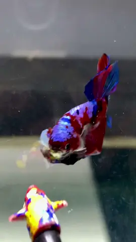 ❤️❤️❤️#ปลากัด #ปลากัดสวยงาม #ปลากัดแฟนซี #ปลากัดพิจิตร #betta #bettafish #bettas #bettatok #betta_lover #bettatank #bettafishcare #bettabreeder #bettamulticolour #bettathailand #bettafish_indo #bettamalaysia #bettaworld 