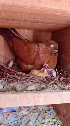 Removing the eggshell after hatching #pigeon #голубь #pomba #kalapati #حمامة #pigeonlover #pet