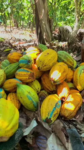 Panen panen🤓#panenbuah #coklatviral #cacao #peranimuda #petaniindonesia🇮🇩🇮🇩🇮🇩🌿🌿 #fypagee 