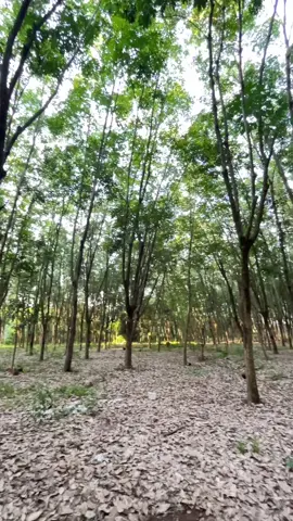 ✌🏻🌳#ธรรมชาติ #สาวสวนยาง #กรีดยาง #fyp 
