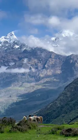 📍Nagepokhari, Nestled in the lap of the mighty Himalayas, where the clouds kiss snow-capped peaks and the silence is only broken by the soft rustle of nature  Just a few sheeps, endless peace, and views that heal the soul.#hiddengems #himalayas #naturelovers #peacefullnature #mountainvibes #fyp #viral 