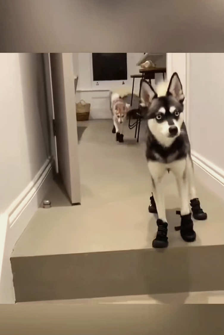 Try not to laugh 😂😂😂 #funny #animals #funnypets #funnyanimals #catsoftiktok #funnytiktok #cat #haha #dog #pet #funnyvideos 