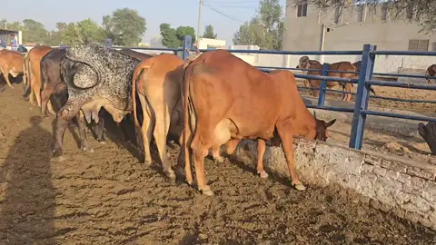 allhamndulliha!#cholistan #cholitsani #cattel #farming #village #elitewcow #natural #cholistan #cholitsani #rohi #@Cholistani Cows Ali Randhawa 