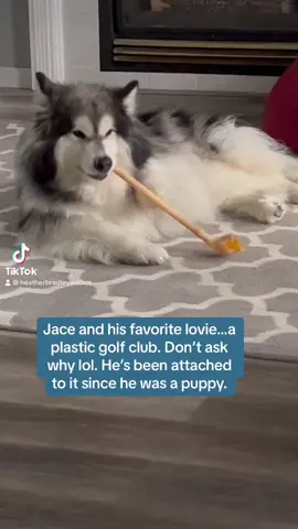 Just a dog and his plastic golf club lovey. #cutedog #doglover #dog #dogsoftiktok #lovey 