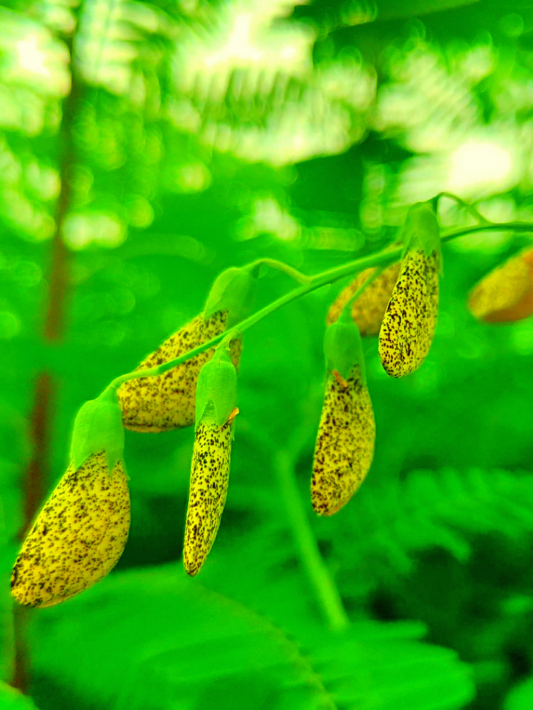 আচ্ছা বলুন তো এই ফুলের নাম কি?? 🌼😊 #view #nature4cx #nature #4k #natural #song #flowers 