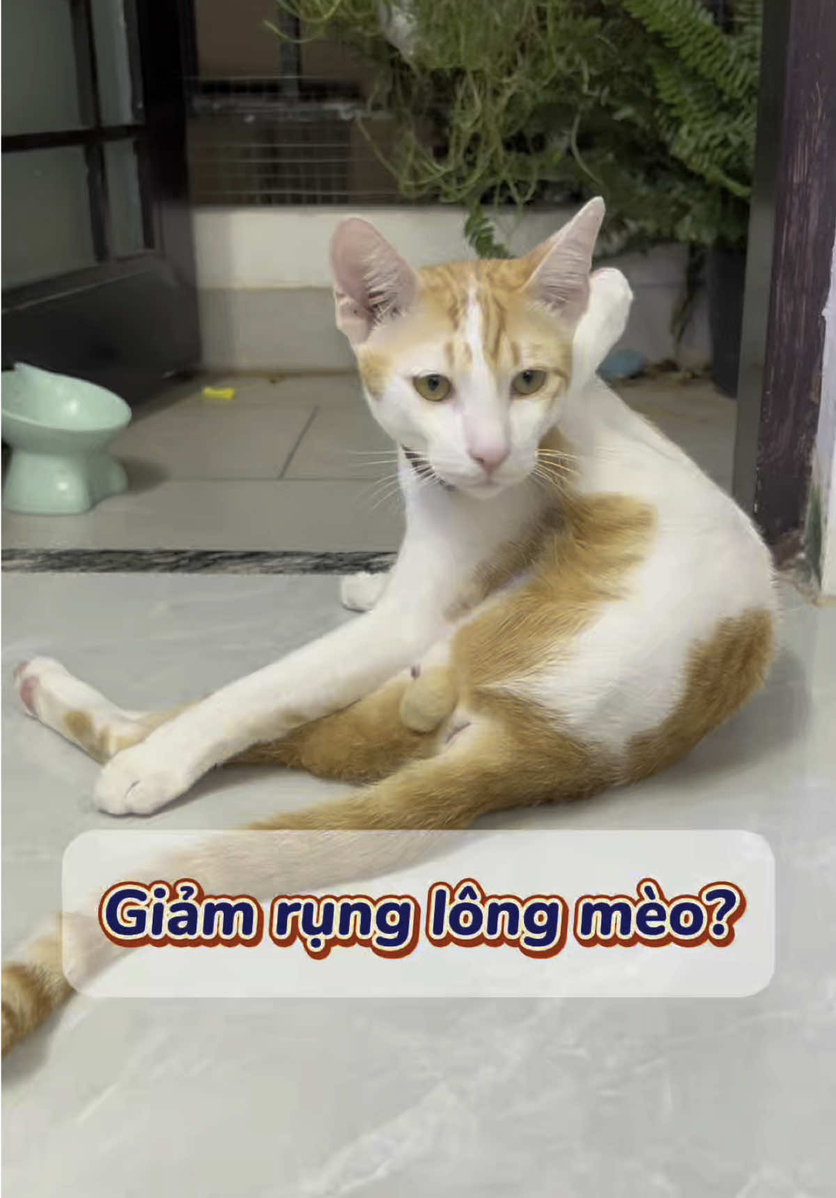 Con mèo cũng cần ăn dầu như con người nò