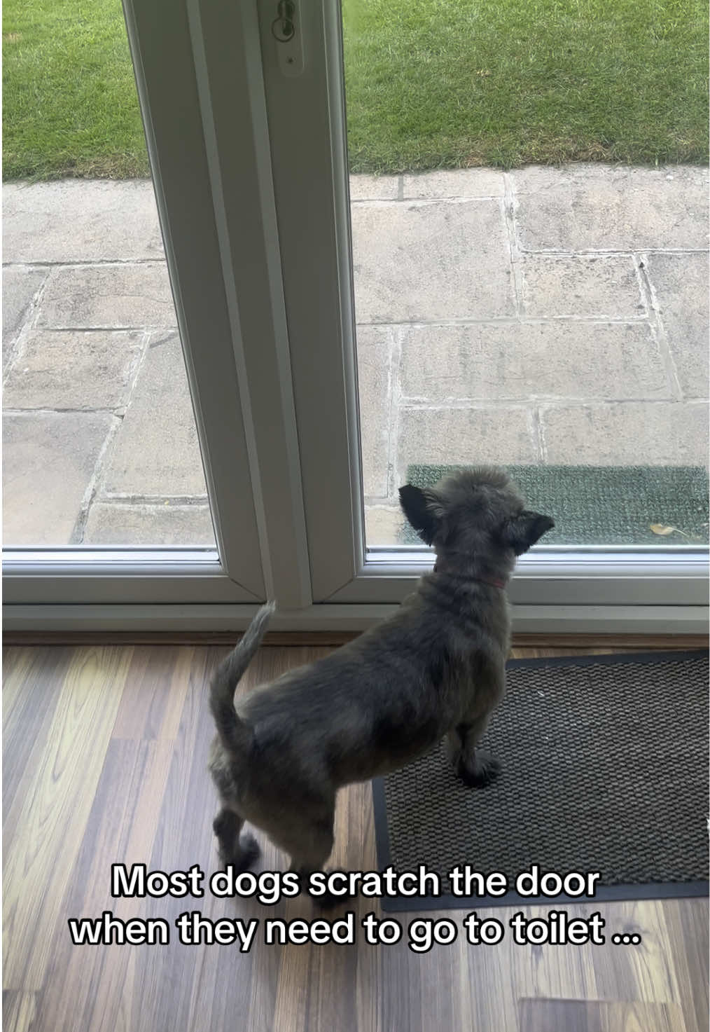 And before you ask, yes he had the snip 5 years ago! #dogsoftiktok #dog #cairn #funny #viral #fyp #foryoupage 
