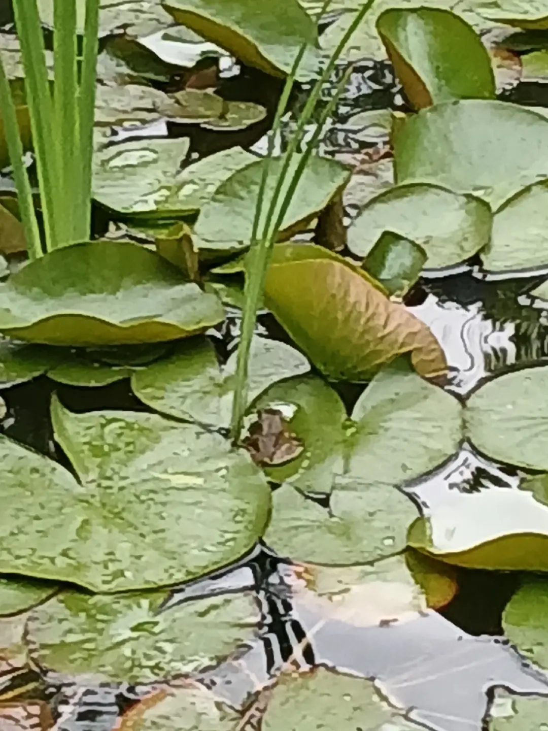 my garden  and  fish pond.  @followers #Lemon8 