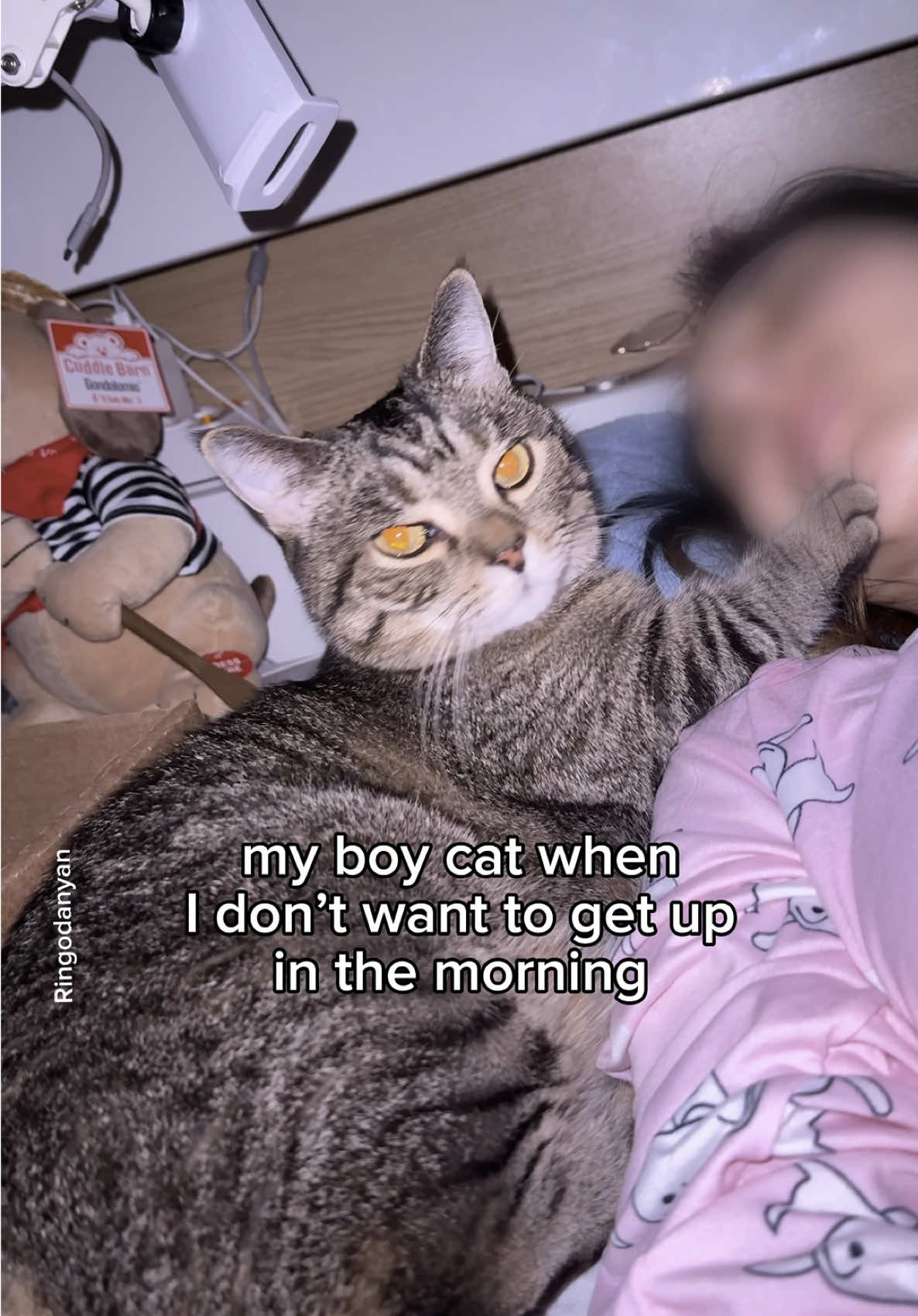 My fluffy alarm clock⏰ #cute #cat #catsoftiktok 