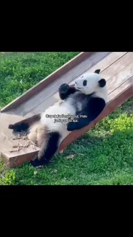 Tinggal makan, tidur, jungkir balik doang hidupnya #panda #pandas #cutebaby #pandacute #animals #cuteanimals #cutepanda #gemes #lucu #quotes #pov #core #fyp 