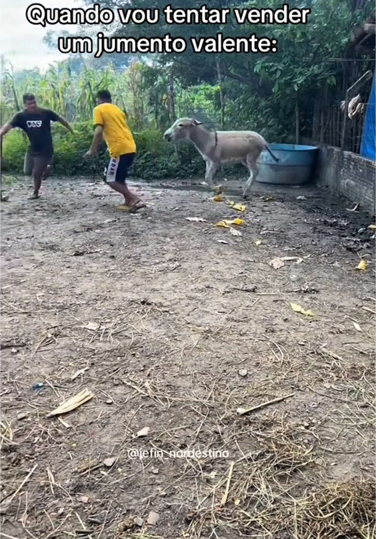 Ele não é manso 🫏😂#video #viral #comedia 