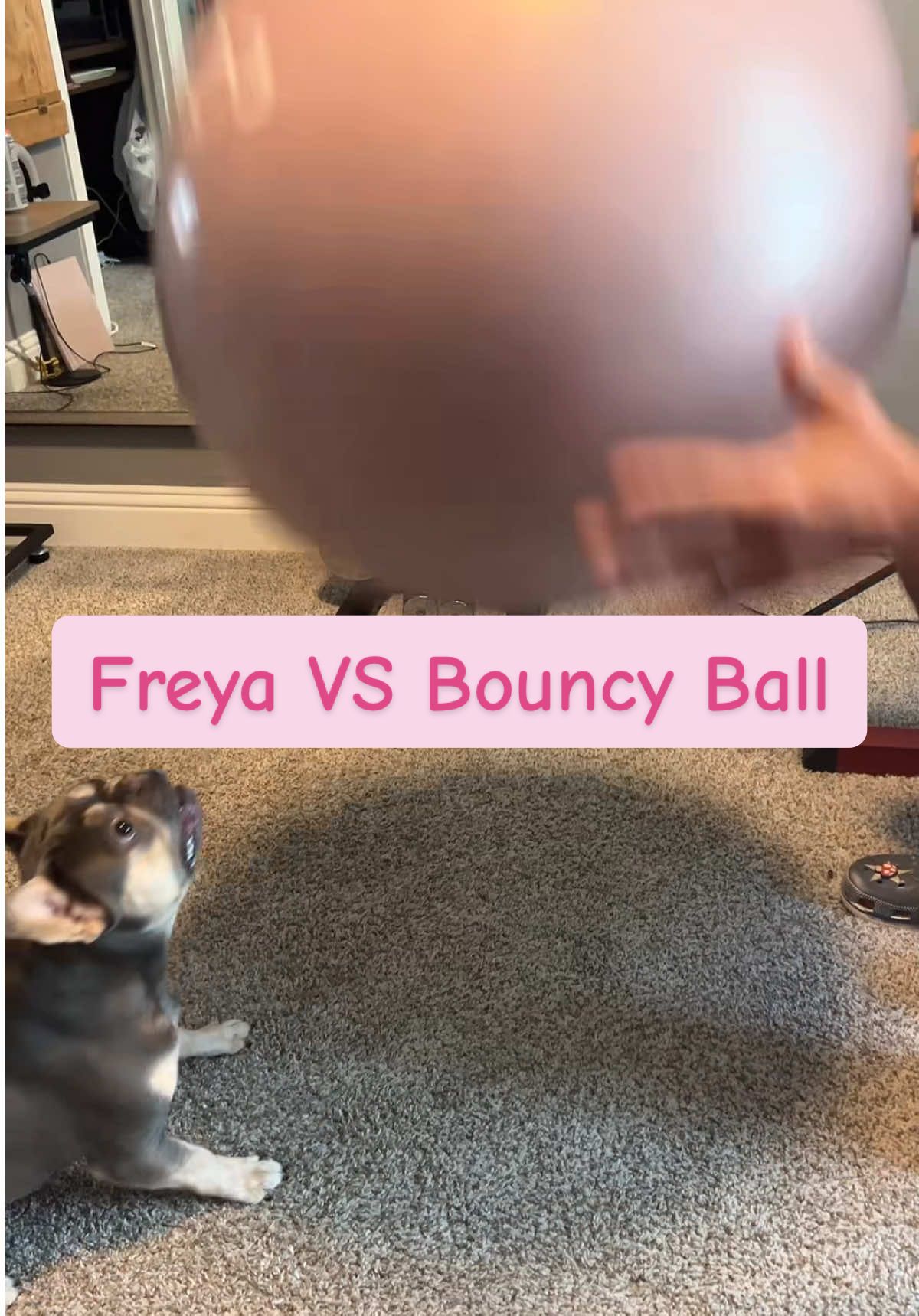 When I let Freya in the home gym and she discovered the giant exercise ball… gym time turned into party time real quick! #FrenchieFun #HomeGymBuddy #WorkoutDistraction #DogLife #FreyaTheFrenchie #GymTimeGoneWild #FitWithFur #PupApproved #FrenchieFrenzy #BouncyBallBliss