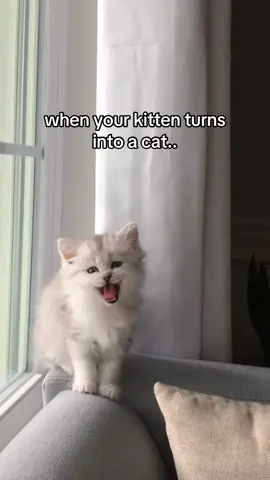 my beanie babyy will be 5 next week 🥹 #catsoftiktok #fyp #cat #trending #cattok 