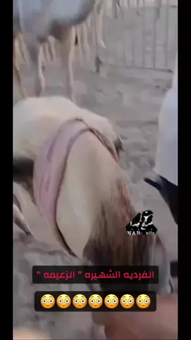 حقيقة الفردية الشهيرة ( الزعيمة ) 😳.       -        #الزعيمة #موسى_الموسى #الزعيمات #الشقح #حصري #fypシ゚ 