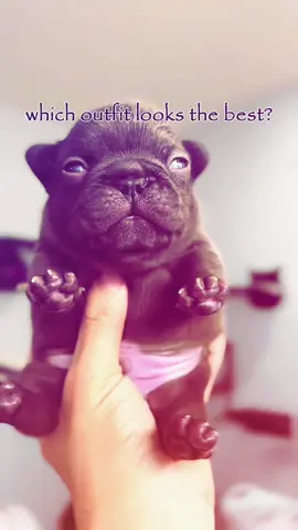 outfit showcase! #fyp #cute #dog #frenchbulldog #gmail #motivation #relatable 