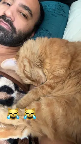 Kermit makes the rules 😹 #catdad #cats 