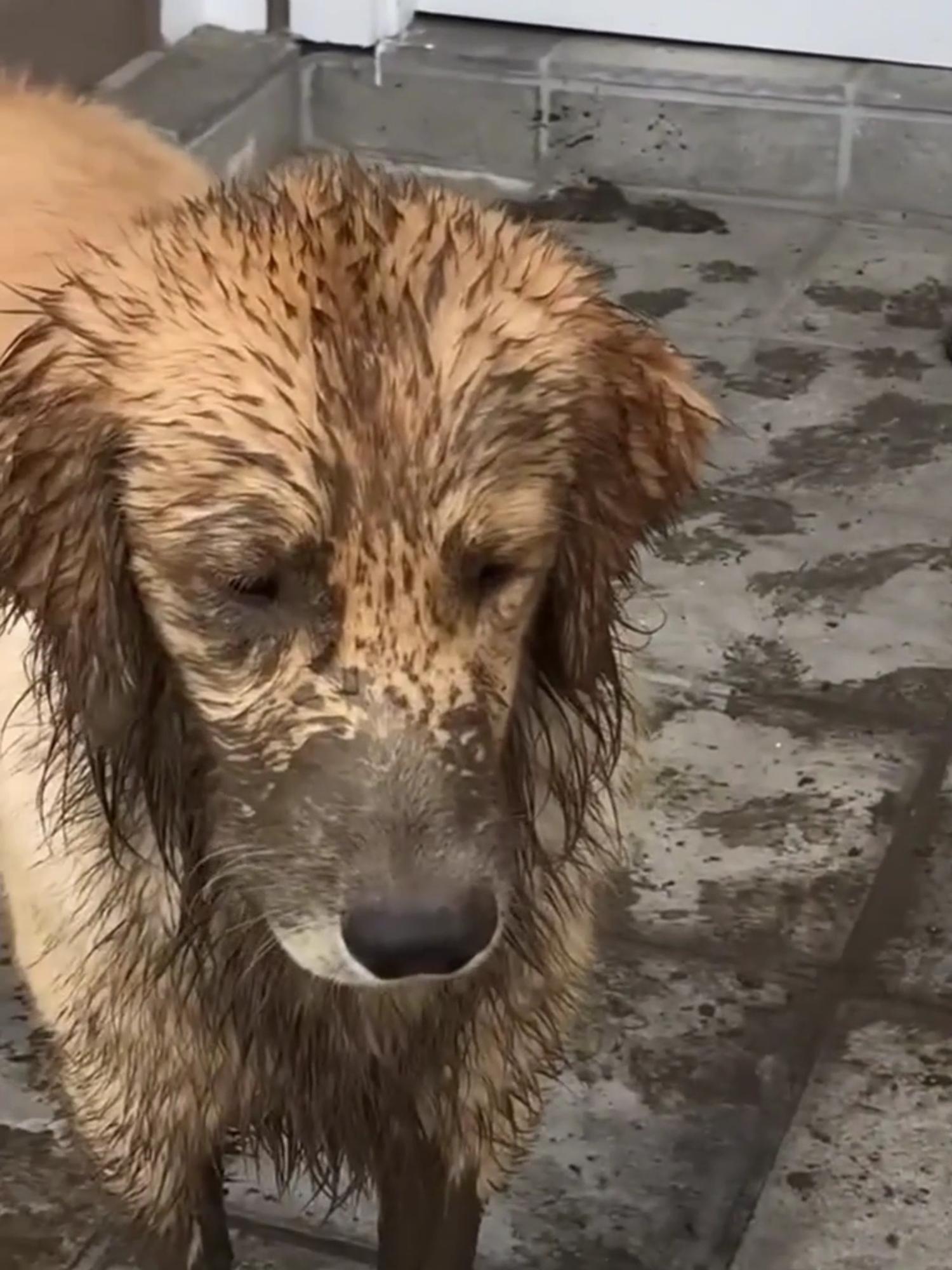 messy animals 😂 #dog #pets #funny #cat #comedy #petfails #fypシ #cuteanimal_comedy