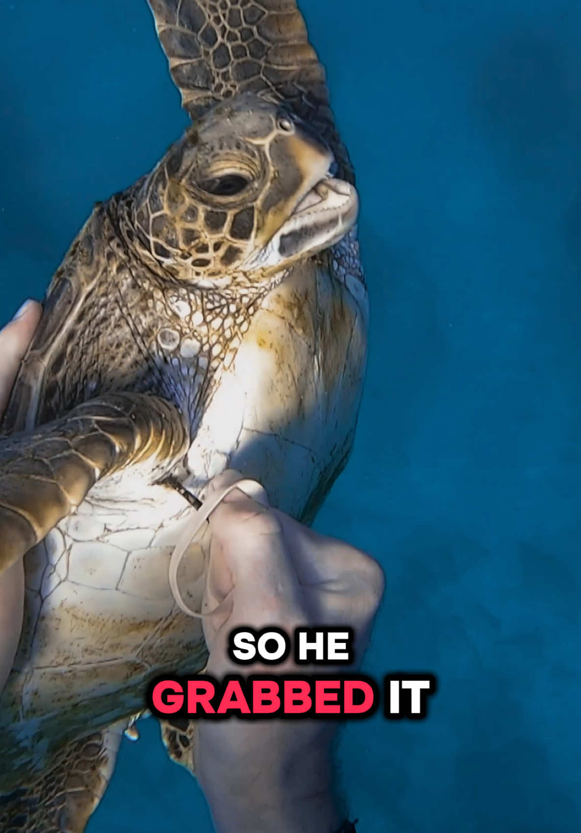 Diver breaks the law to rescue sea turtle 