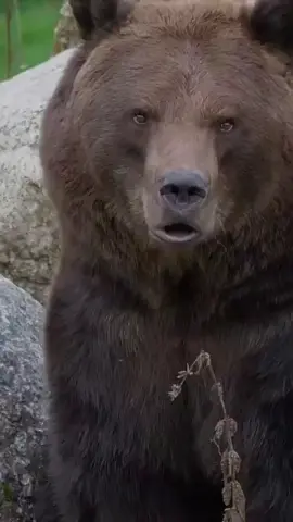 Name a more terrifying sound…. I’ll wait. #grizzlybear #brownbear #bear #roar #2025 #viral #fyp #animal #animals #animalsoftiktok #scary 