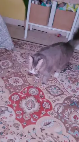 Update: Astro dah tinggalkan kami pada 17 May baru2 ini..Sy cuma post semula semua video2 Astro sebagai heal process mummy yg sampai demam rindukan dia ni.. Please maafkan suara mummy yg geli sgt2 sampai keluar suara kartun…tak expect FYP…so gunakanlah bahasa yg baik2 shj utk mummy Astro baca k…🙏 Yr 2021 🥹 masa duduk Puchong ni lah masalah utama perumahan dulu..cikti byk sgt..Astro lah tlg jga rumah 😔  Masalahnya dia lambung tinggi2 tangkapan dia..kita ni geli 😭😭 #onthisday 