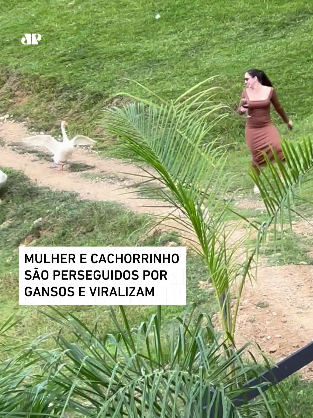 A jovem Larissa Maba passou por um momento desconcertante enquanto apreciava uma bela taça de vinho no meio da roça em Jaraguá do Sul, Santa Catarina. De vestido e óculos de sol, Larissa andava no quintal de um sítio até se deparar com dois gansos que começaram a correr atrás dela e de seu cachorrinho. Os dois se desesperaram e fugiram, arrancando risadas dos amigos - mas o vinho continuou na taça! 🎥Reprodução: Instagram/larissamaba | @myhoodbr 📺 Confira na JP News e Panflix #gansos #roça #viral #vinho #cachorro #engraçado #humor
